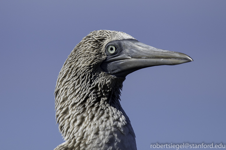 galapagos